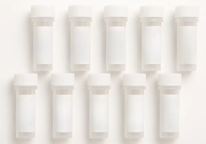 CDO1 293T Cell Transient Overexpression Lysate(Denatured)