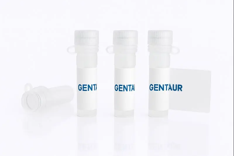 CDK9-CCNT2 Heterodimer, Human (sf9)