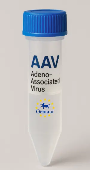 CDKN2C AAV Vector (Mouse) (CMV)