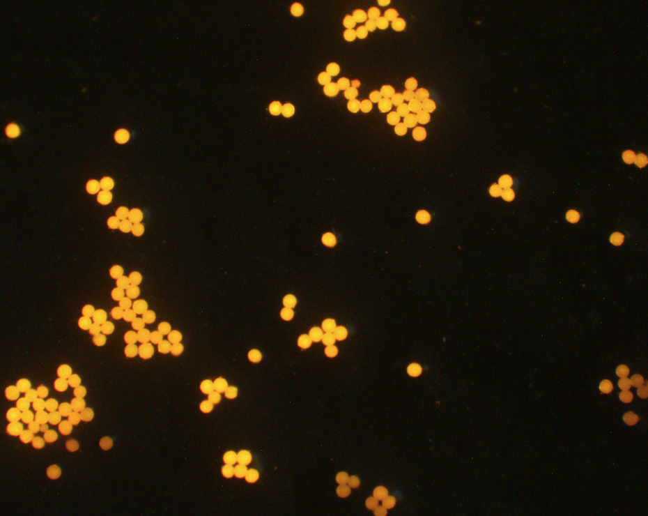 Orange PS Fluorescent Particles, 90-110 um