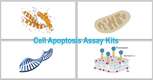 [KS-CELL-306] Annexin V – Cyanine5/ DAPI Apoptosis Assay Kit