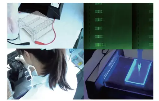 [SK-ELECTRO-1124] SafeBlue electrophoresis system complete set with 210 Imager system