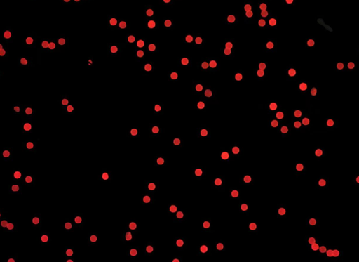 [AFR--4000-NH2] Red PS Fluorescent Particles, 40-50 um-NH2